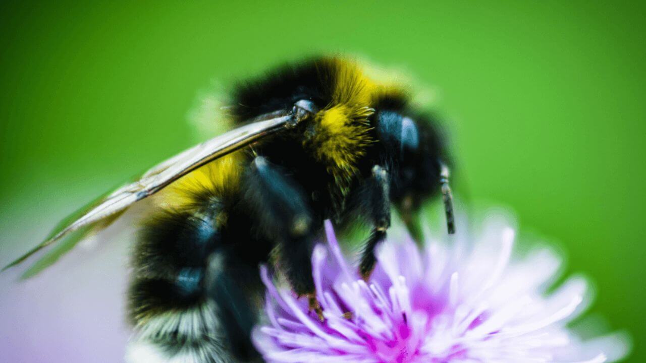 Bumblebee on Flower in Nature Flying Animal Bug Insect