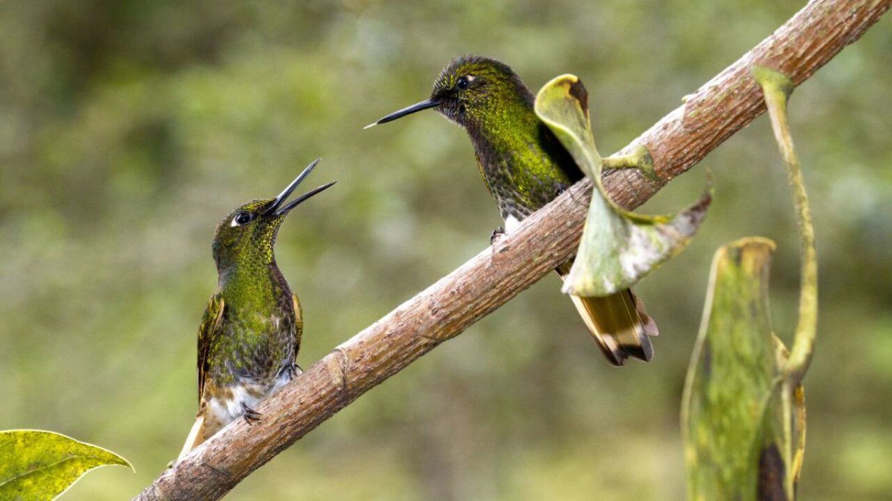 Two Lovely Birds Facing Each Other While Landing on a Branch